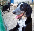 Wilson, mestizo joven en adopción - mejor precio | unprecio.es