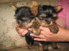 YORKSHIRE TERRIER ENANO A 400 EUROS CON PEDIGRE - mejor precio | unprecio.es