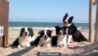 Border Collie Puppies Work & Beauty - mejor precio | unprecio.es