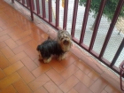 Cachorros de Yorkshires terrier - mejor precio | unprecio.es