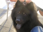 eurasier para montas - mejor precio | unprecio.es