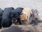 Perros de raza grande 15€. Preciosos y cariñosos. - mejor precio | unprecio.es
