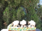 Preciosos Shih Tzu 290 euros - mejor precio | unprecio.es
