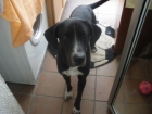 Regalo perro en Girona - mejor precio | unprecio.es