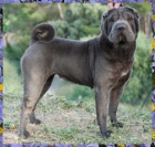 REGALO sharpei - mejor precio | unprecio.es