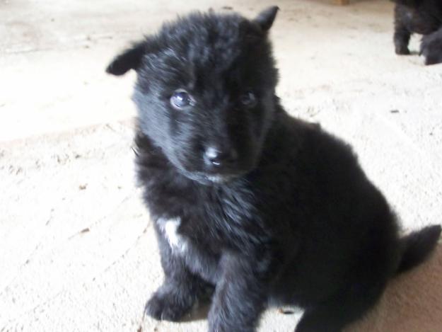 Se venden pastores belgas negros