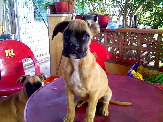 Boxer Castellón