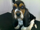 cachorros de basset hound - mejor precio | unprecio.es