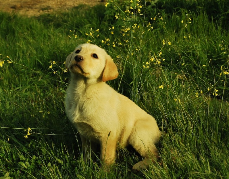 Camada de labrador Retriever , machos & hembras negros y canela