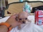 CHIHUAHUAs. - mejor precio | unprecio.es