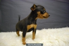 Ejemplares de Mini Pinscher Para entregar 350er, Con pedigre - mejor precio | unprecio.es