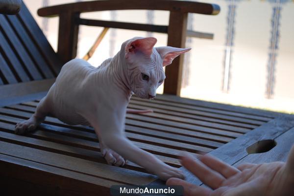 gatito sphynx