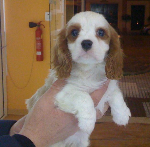 VENTA DE CAVALIERS CON BUENAS ANGULACIONES