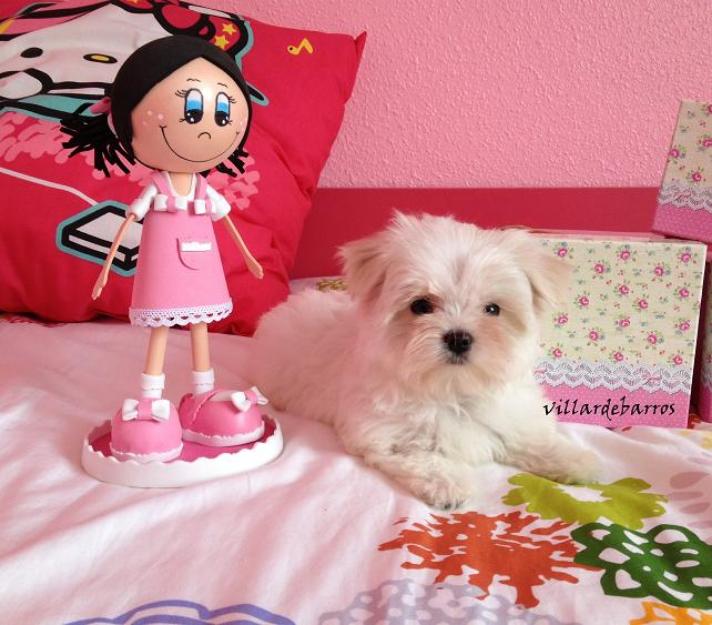 Bichon Maltes
