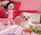 Bichon Maltes - mejor precio | unprecio.es