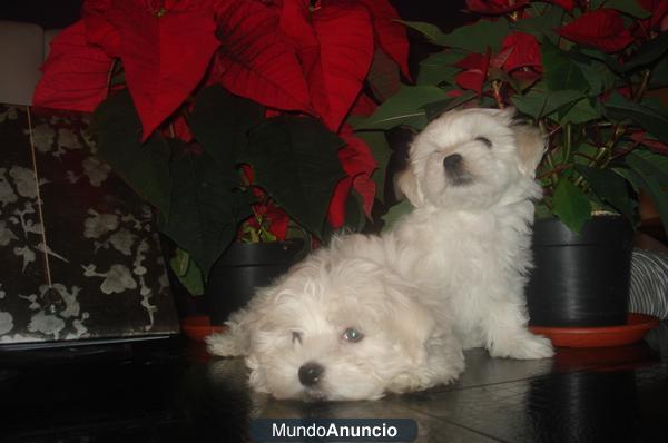 bichon maltes