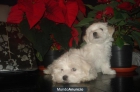 bichon maltes - mejor precio | unprecio.es