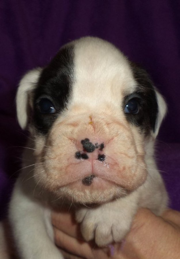 Boxer cachorro blanco