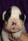 Boxer cachorro blanco - mejor precio | unprecio.es