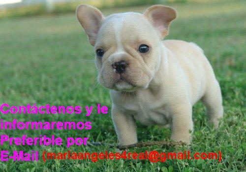 Bulldog Frances Con microchip