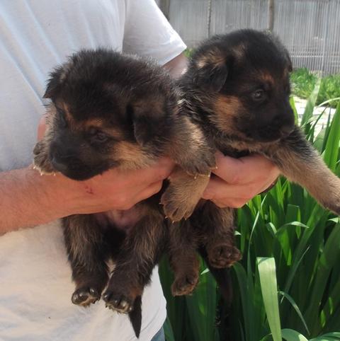 cachorros de pastor aleman