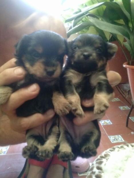 cachorros de yorkshire