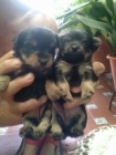 cachorros de yorkshire - mejor precio | unprecio.es