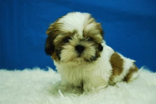 espectacular camada de Thsi-zu-- cachorrines bicolor// (FOTOS ACTUALES)