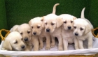 LABRADOR RETRIEVER,190€ - mejor precio | unprecio.es