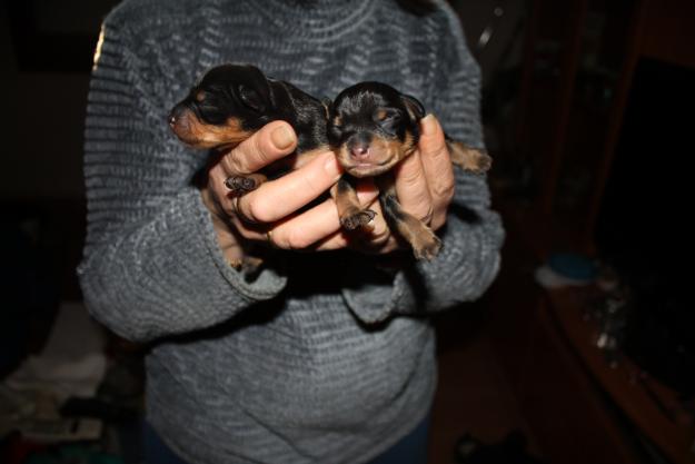 Mini Pincher