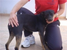 PATITAS UN DULCE NEGRITO - mejor precio | unprecio.es