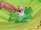 UN MUÑECO DE CHIHUAHUA - mejor precio | unprecio.es