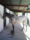 vendo caballo - mejor precio | unprecio.es