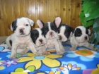 Cachorros de Bulldog Frances 100 - mejor precio | unprecio.es