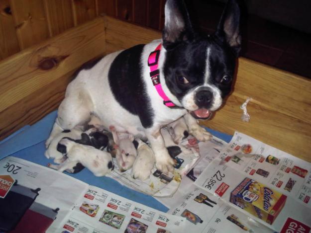 camada de bulldog frances