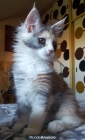 gatos maine coon - mejor precio | unprecio.es