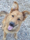 lana perrita en adopcion - mejor precio | unprecio.es