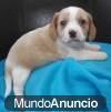 Perros en venta