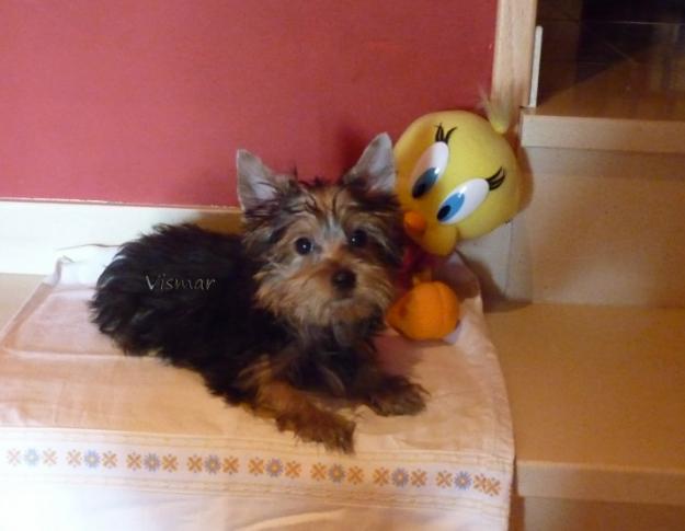 Preciosos machito de yorki mini