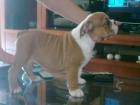 se vende ultimo bulldog ingles macho con loe - mejor precio | unprecio.es