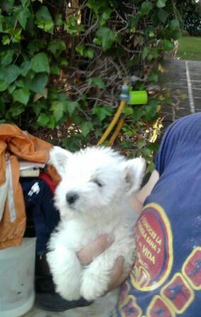 se venden westy 275 euros