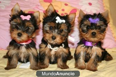 VEA LOS BEBÉS CACHORROS YORKIE para su aprobación