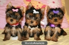 VEA LOS BEBÉS CACHORROS YORKIE para su aprobación - mejor precio | unprecio.es