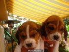 BEAGLE, PRECIOSA CAMADA EN VENTA - mejor precio | unprecio.es