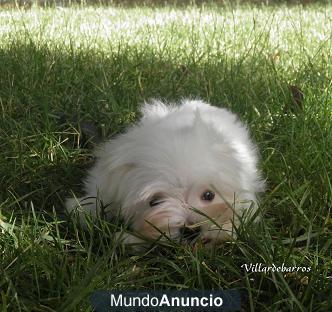 bichon maltes miniaturas