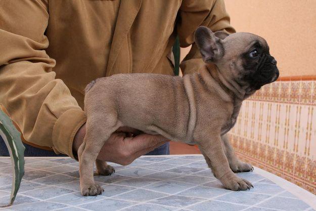 BULLDOG FRANCES HEMBRA FAWN(MARRON)CON PEDIGREE RSCE Y AFIJO