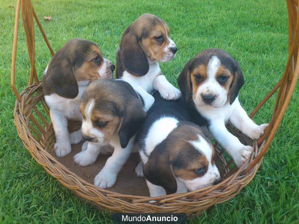 CACHORRITOS BEAGLE