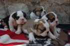 Cachorros Bulldog Ingles Nieto de multicampeones - mejor precio | unprecio.es