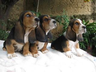 CACHORROS DE BASSET HOUND
