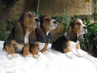 CACHORROS DE BASSET HOUND - mejor precio | unprecio.es